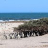 Imagen de "La especie no está en peligro": una colonia de pingüinos de Río Negro se multiplicó por más de 500