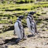Imagen de Monitorearon 65 colonias de pingüinos de Magallanes desde Río Negro a Malvinas: el resultado sorprendió a los científicos
