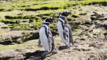 Imagen de Monitorearon 65 colonias de pingüinos de Magallanes desde Río Negro a Malvinas: el resultado sorprendió a los científicos