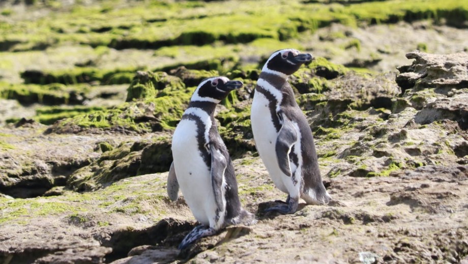 Científicas de San Antonio Oeste releva 65 colonias de pingüinos de Magallanes. (Gentileza).