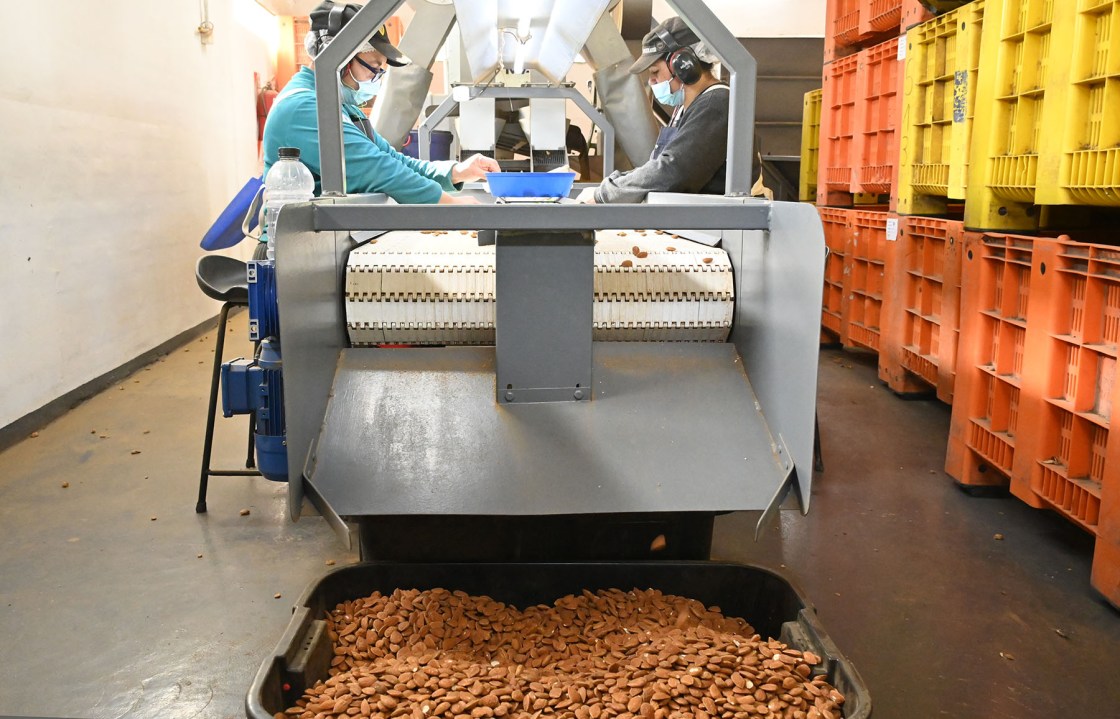 El proceso de pelado y selección de almendras es muy cuidadoso en Canelo, ya que se busca minimizar daños sobre las pepas.