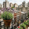 Imagen de Las 5 plantas que podés tener en tu balcón durante todo el invierno sin miedo a que se arruinen