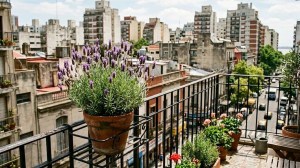 Las 5 plantas que podés tener en tu balcón durante todo el invierno sin miedo a que se arruinen