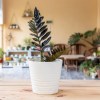 Imagen de Las 3 plantas que marcan tendencia en interiores en 2026: fáciles de cuidar y de rápido crecimiento