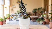 Imagen de Las 3 plantas que marcan tendencia en interiores en 2026: fáciles de cuidar y de rápido crecimiento
