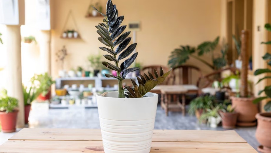 La maranta, el coleus y la zamioculca raven.