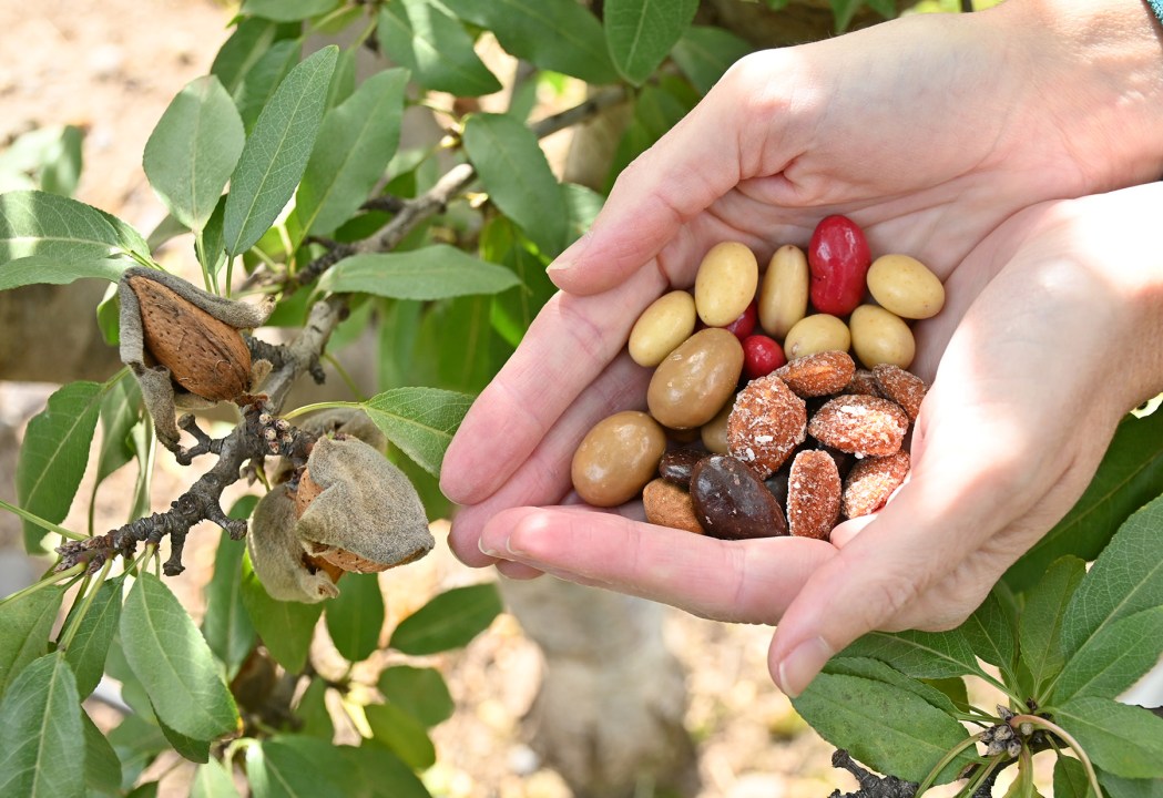 Con la agregación de valor y la diversidad de productos finales, en Canelo lograron algo difícil de conseguir con las almendras: romper la estacionalidad de las ventas (y de los ingresos). 
