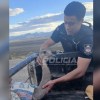 Imagen de Emotivo rescate en Neuquén: policías ayudaron a un choique herido a un costado de la Ruta 40