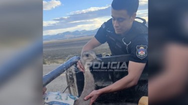 Emotivo rescate en Neuquén: policías ayudaron a un choique herido a un costado de la Ruta 40