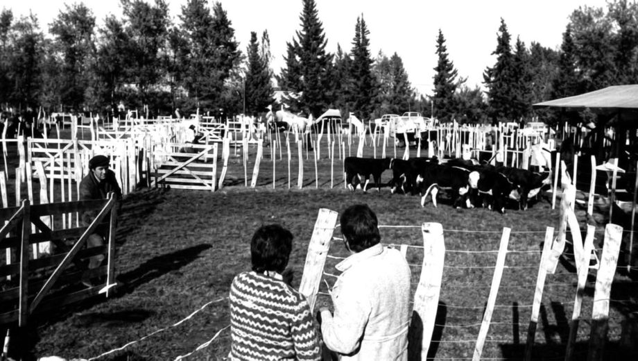 Foto de la 1° Fiesta Provincial del Ternero, en Choele Choel (Río Negro). 40 años después, se sigue celebrando. Foto: archivo.