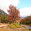 Imagen de Villa Traful en otoño e invierno: nieve, bosques y una escapada tranquila en la Patagonia