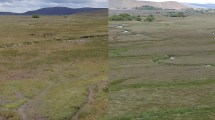 Imagen de Mallines: intervenir el agua para transformar la producción en la Patagonia