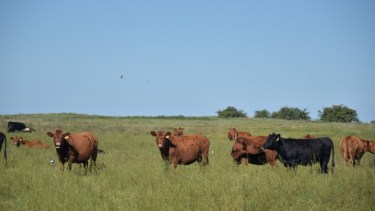 El Gobierno redujo impuestos para productores ganaderos dedicados al engorde