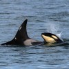 Imagen de Una orca apareció antes de lo esperado en Río Negro y crece la expectativa por la temporada 2026