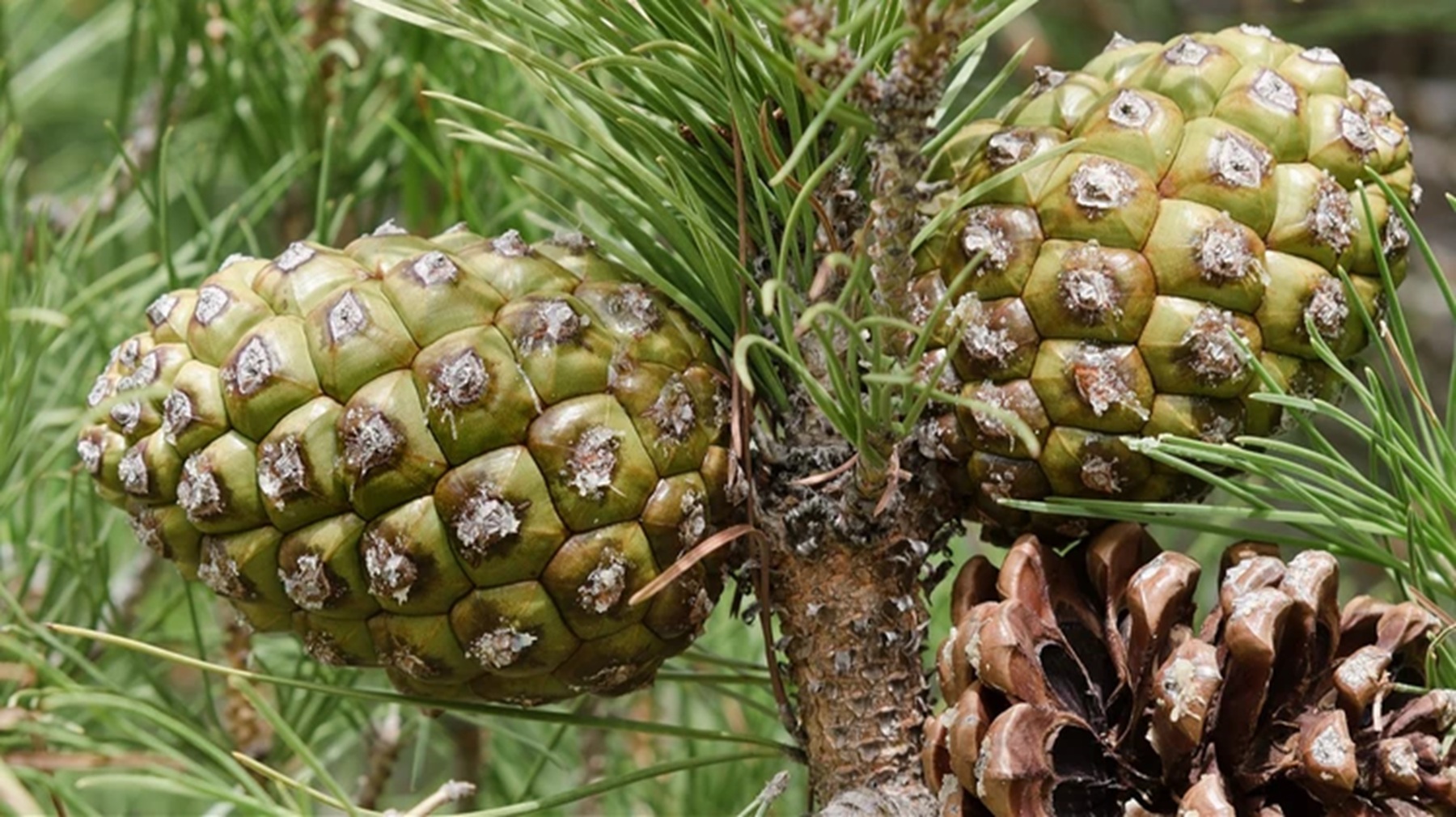 Imagen de El fruto seco exclusivo que crece en la costa argentina, se vende entre 70 y 100 euros el kilo y podría cultivarse en Neuquén y Río Negro
