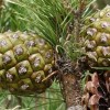 Imagen de El fruto seco exclusivo que crece en la costa argentina, tiene alta demanda y valor internacional y podría funcionar perfectamente en la Patagonia