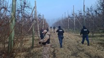 Imagen de Robaron dos yeguas de carrera y hallaron restos faenados, pollos robados y un arma en una chacra de Mainqué