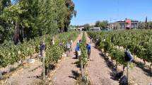 Imagen de El vino que no sabías que se produce en una escuela salesiana