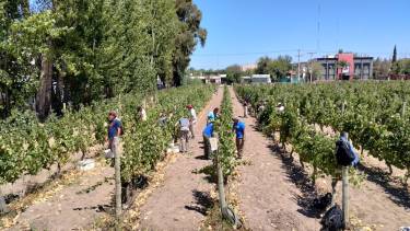El vino que no sabías que se produce en una escuela salesiana