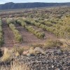 Imagen de El olivar que nació en 2009 y este año alcanzó una producción récord en el corazón de Vaca Muerta