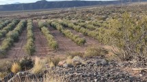 Imagen de El olivar que nació en 2009 y este año alcanzó una producción récord en el corazón de Vaca Muerta