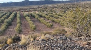 El olivar que nació en 2009 y este año alcanzó una producción récord en el corazón de Vaca Muerta
