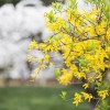 Imagen de La planta trepadora que florece en pleno invierno y llena de color paredes y cercos cuando casi todas las plantas descansan