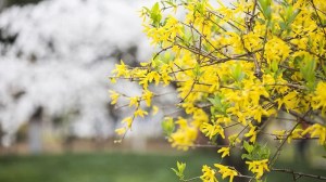 La planta trepadora que florece en pleno invierno y llena de color paredes y cercos cuando casi todas las plantas descansan