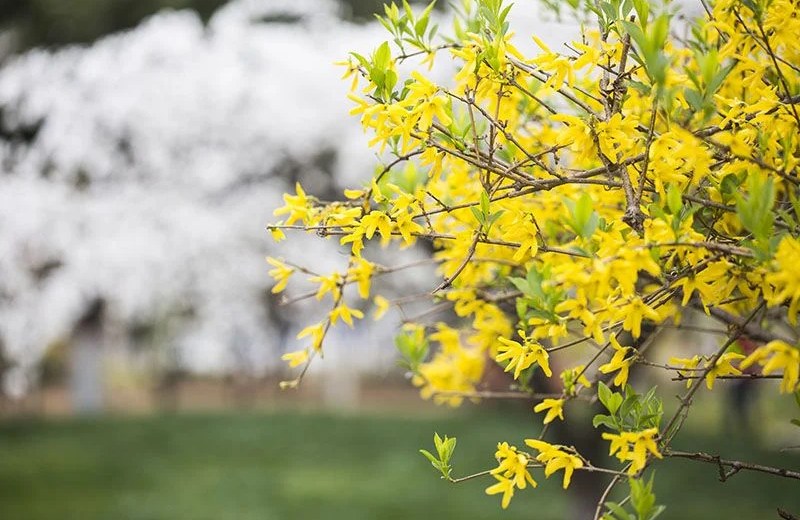 Si buscás una planta trepadora para el invierno, el jazmín de invierno puede ser la mejor elección.