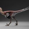 Imagen de "Kank australis": la nueva especie de dinosaurio raptor descubierto en la Patagonia