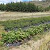Imagen de Qué es la reciprocidad con la naturaleza que practican los agricultores patagónicos