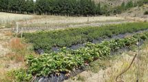 Imagen de Qué es la reciprocidad con la naturaleza que practican los agricultores patagónicos