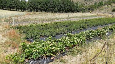 Qué es la reciprocidad con la naturaleza que practican los agricultores patagónicos