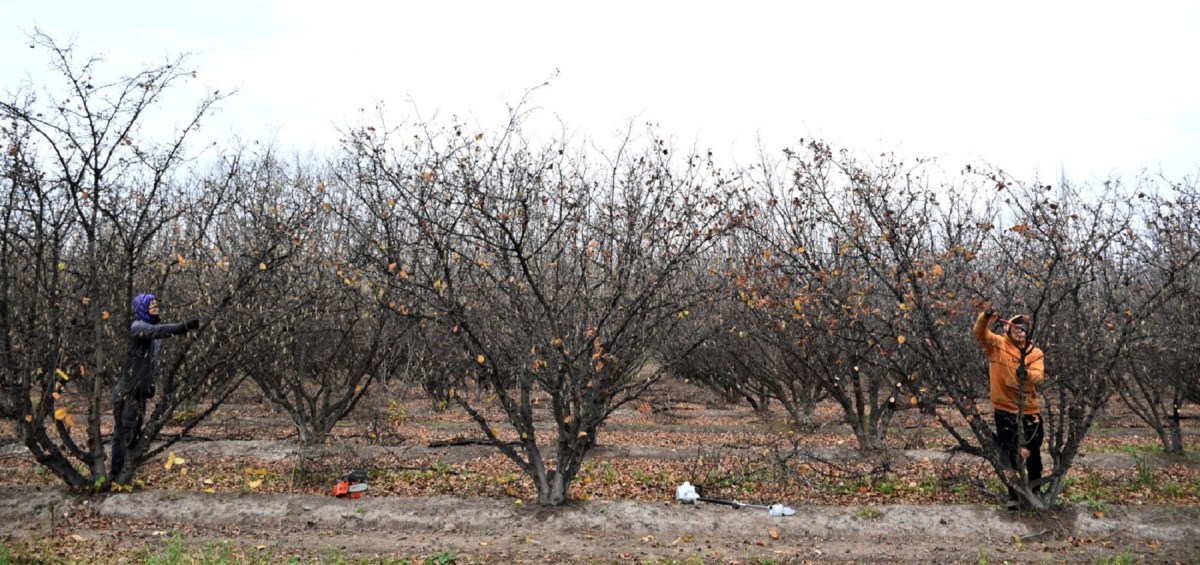 De las trufas a las avellanas: la apuesta que rindi&oacute; en R&iacute;o Negro