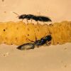 Imagen de Así es la avispa nativa de la Patagonia que exportan a Uruguay para controlar plagas en manzanos