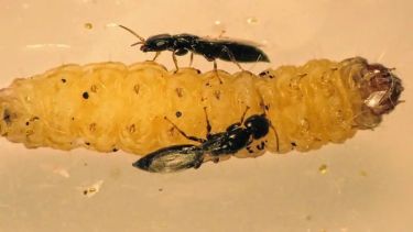 Así es la pequeña avispa nativa de la Patagonia que Uruguay eligió para controlar plagas en sus frutales