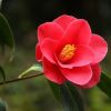 Imagen de Camelias en invierno: el secreto botánico para llenar de flores y color los meses más fríos