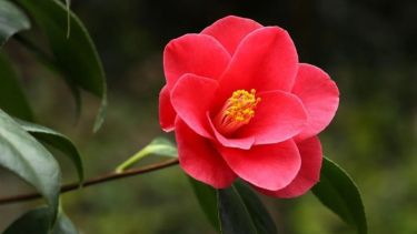 Camelias en invierno: cómo cuidar y cultivar estas plantas resistentes que alegran la temporada