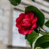 Imagen de Camelias en invierno: el secreto del arbusto rústico que llena de color los meses más fríos