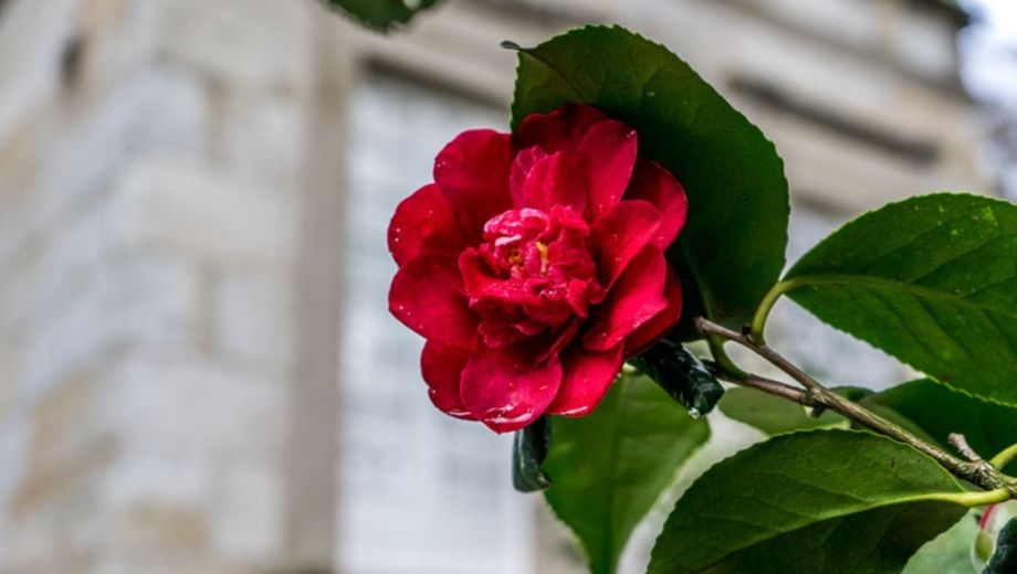 Camelias en invierno: el secreto del arbusto rústico que llena de color los meses más fríos.-