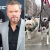 Imagen de Matt Damon y su esposa argentina tienen cinco perros rescatados: la historia detrás de su familia de mascotas