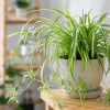 Imagen de La planta de interior ideal para principiantes que además se multiplica sola