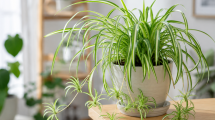 Imagen de La planta de interior ideal para principiantes que además se multiplica sola