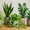 Imagen de Poco riego, mucho verde: cinco plantas de interior para principiantes