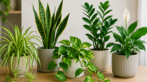 Imagen de Poco riego, mucho verde: cinco plantas de interior para principiantes
