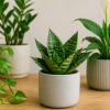 Imagen de La lengua de suegra mini: la planta de interior ideal para principiantes que se multiplica sola