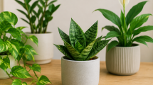 Imagen de La lengua de suegra mini: la planta de interior ideal para ornamentar que se multiplica sola