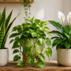 Imagen de Cuáles son las plantas de interior que mejor purifican el aire de la calefacción en invierno