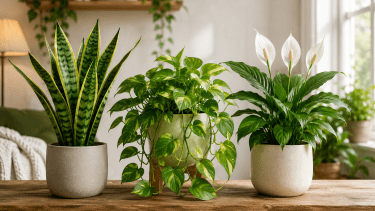 Cuáles son las plantas de interior que mejor purifican el aire de la calefacción en invierno