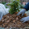Imagen de El truco casero que ayuda a proteger las plantas de las heladas sin gastar dinero
